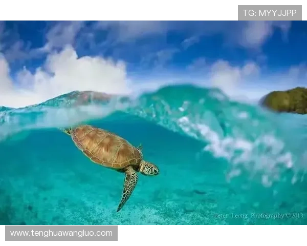 沙巴网投常见问题解答，解决玩家在游戏过程中遇到的各种疑问